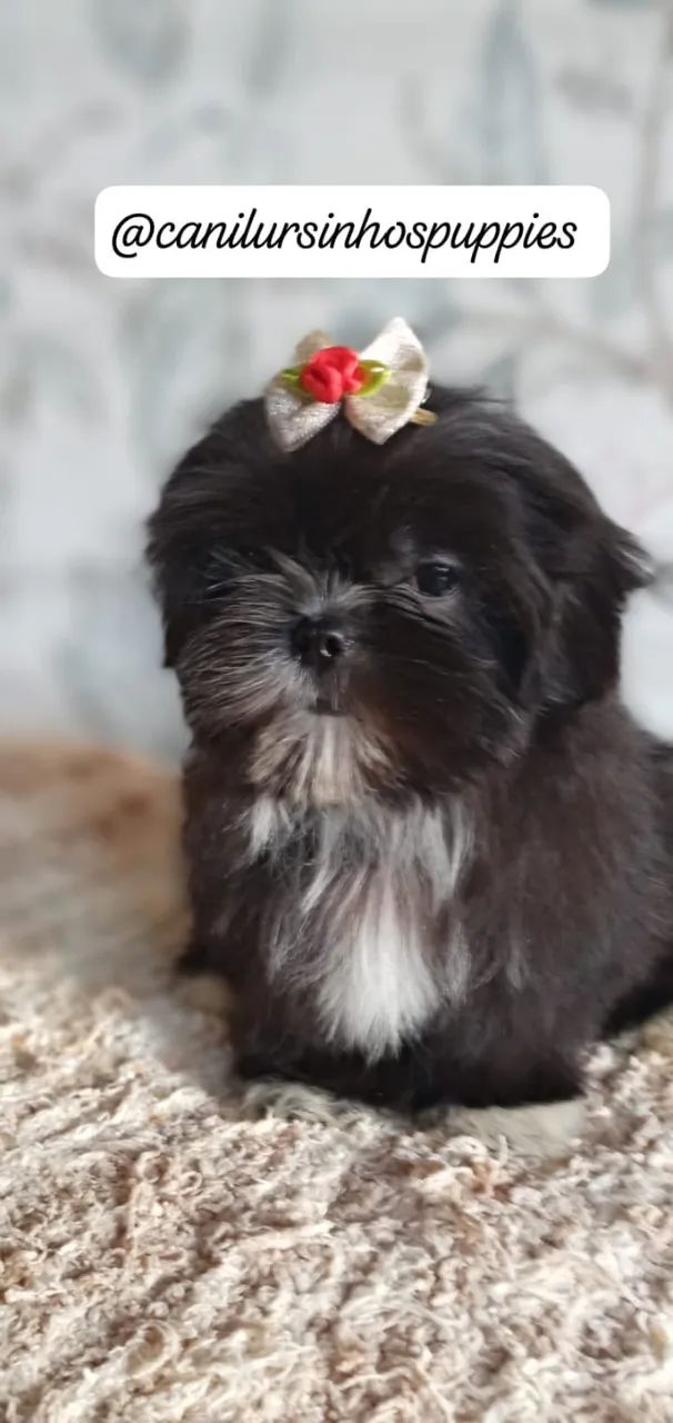 lhasa apso perfeitos bebes pronta entrega  - Foto 2