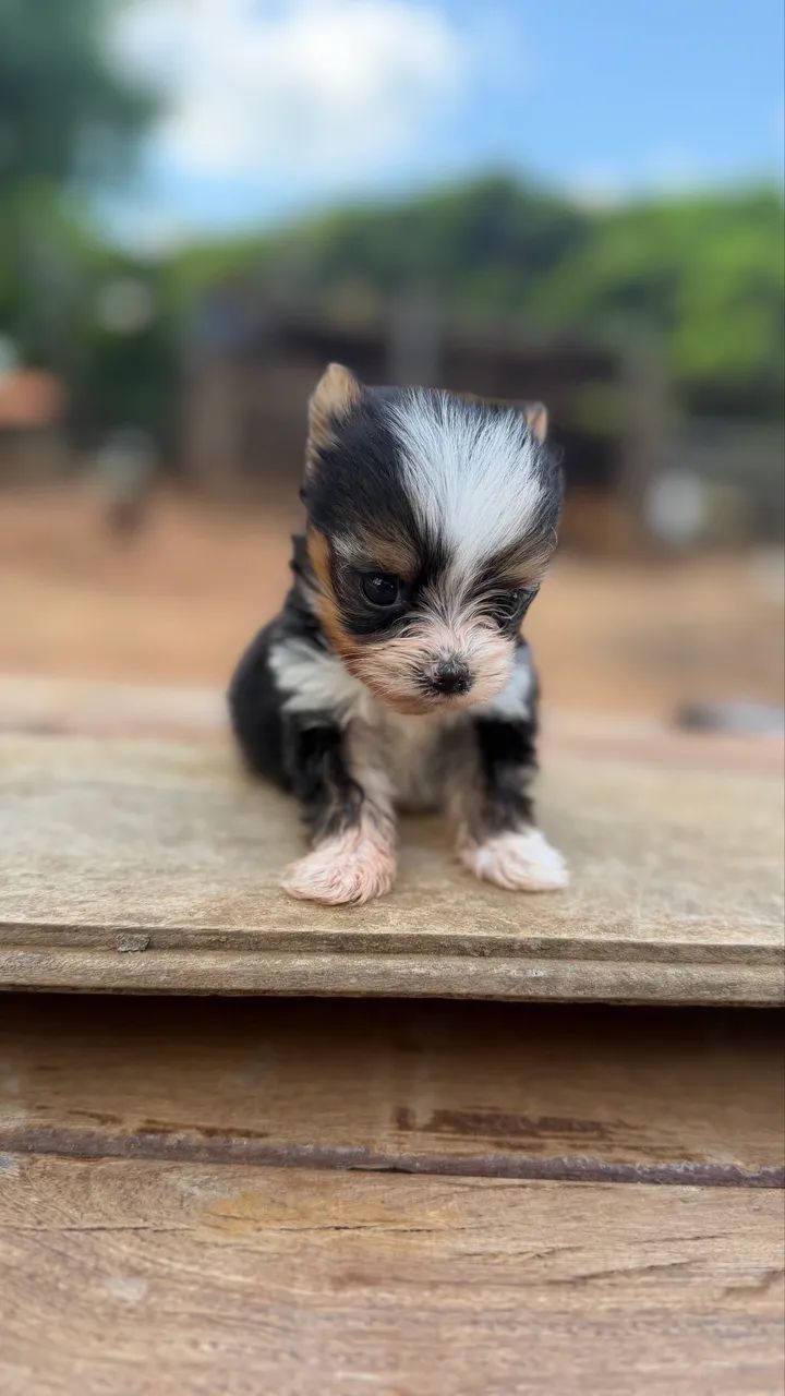 Macho de Biewer Micro  - Foto 4
