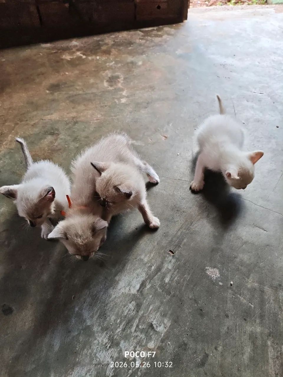 Adote um gatinho 