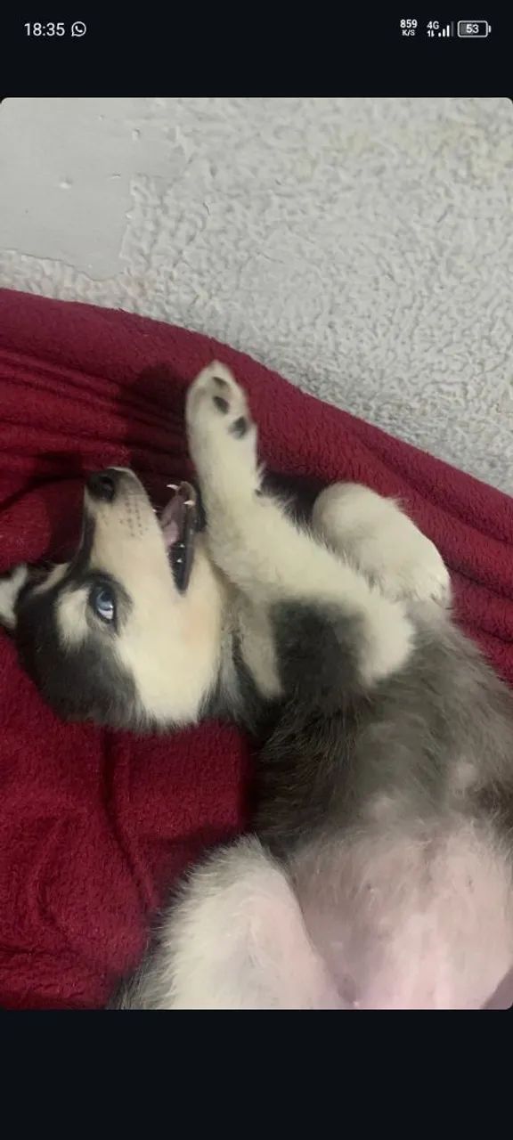 Cachorro husky siberiano - Foto 2