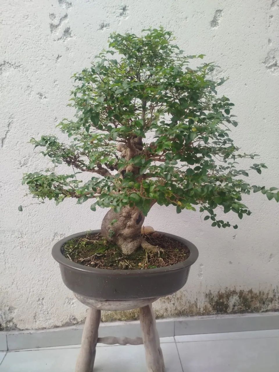 BONSAI LIGUSTRO 27 ANOS - Foto 5