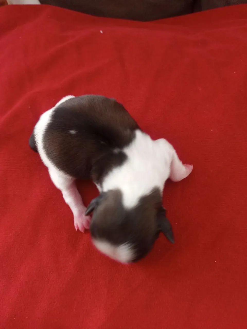 Shitzu filhotes para reservar, Nascidos 20/01/2026 - Foto 5