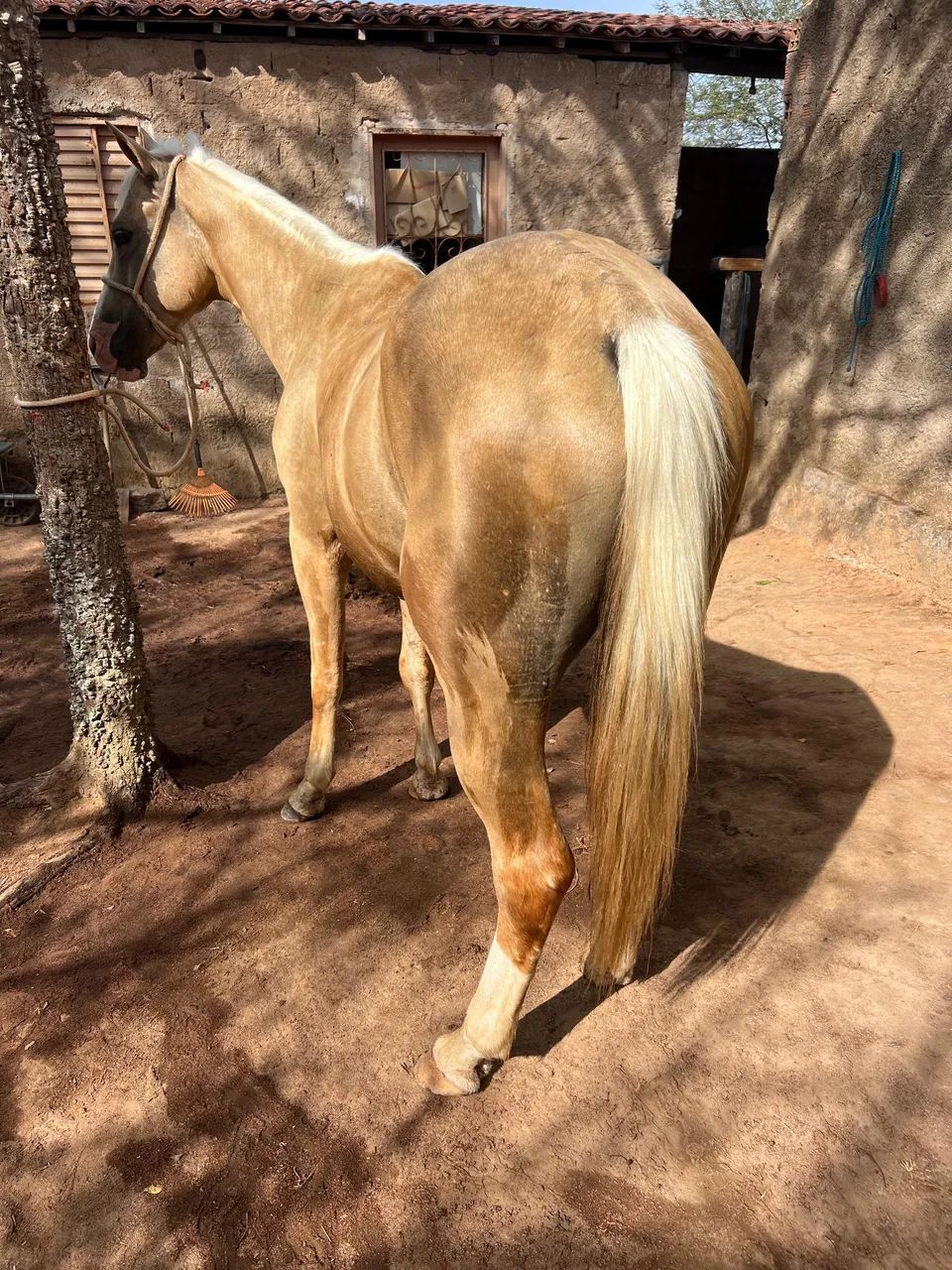 VENDO QUARTO DE MILHA 3 anos e meio  - Foto 4