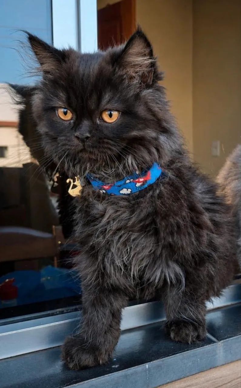 Gato Persa