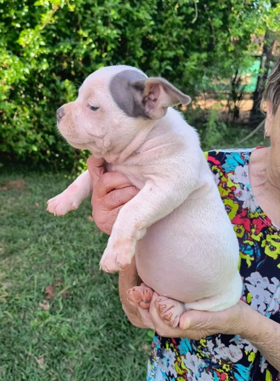 Meninas de American bully - Foto 2