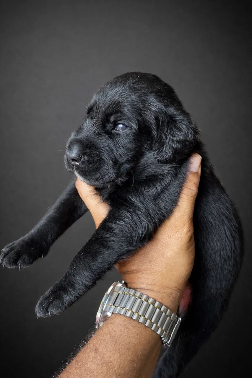 Lindos Labradores 
