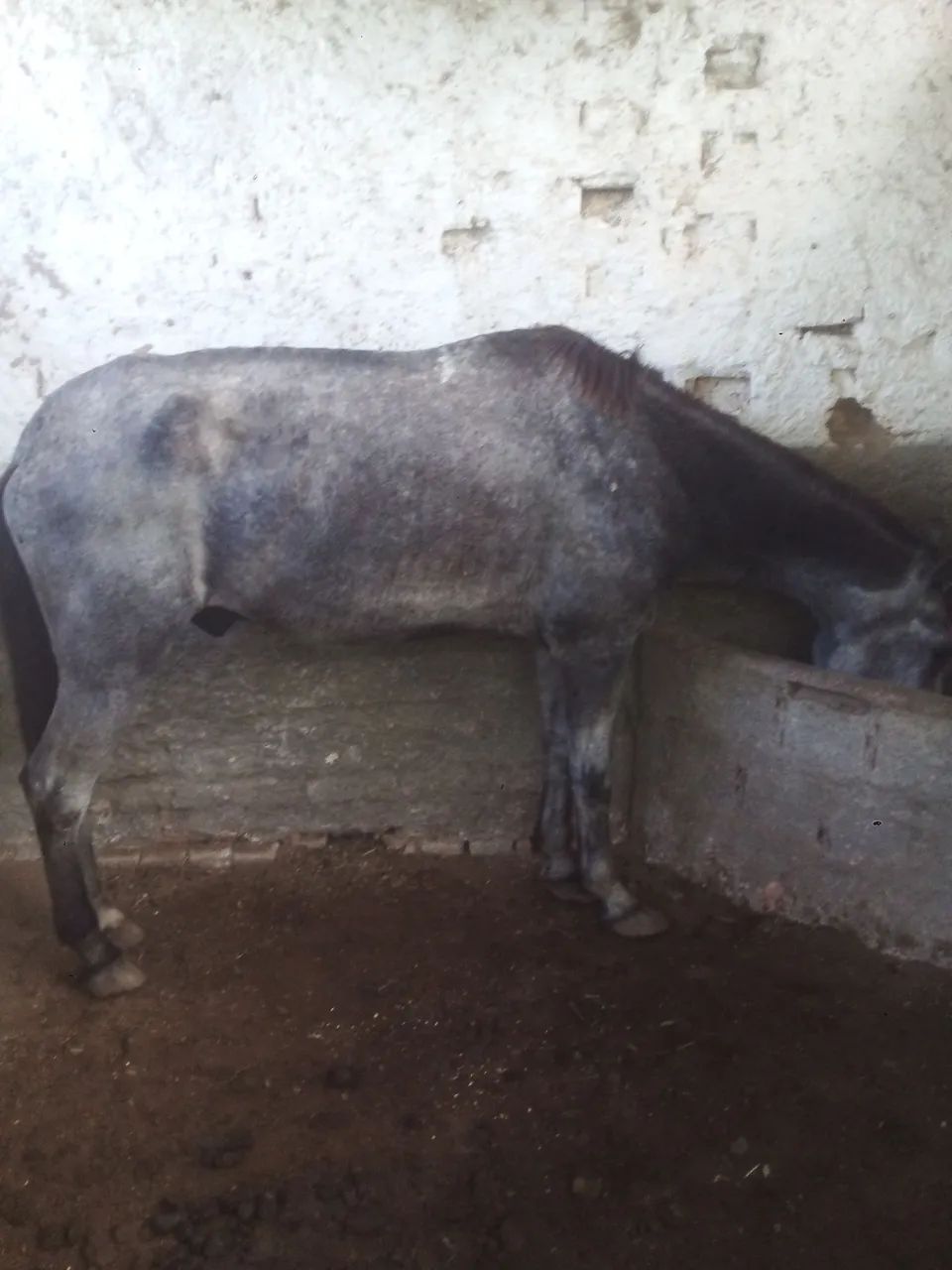 Cavalo