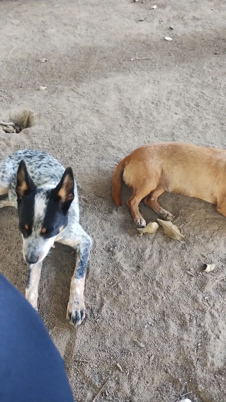 vendo vacinas em dia  - Foto 2