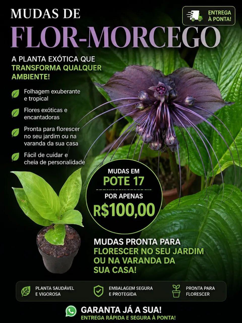Anthurium Cristalinum - Foto 3