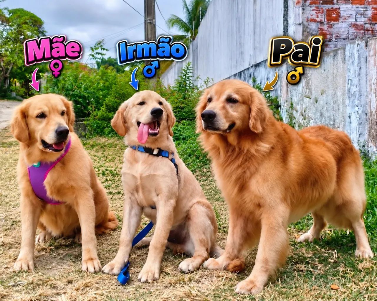Golden retriever - Foto 3