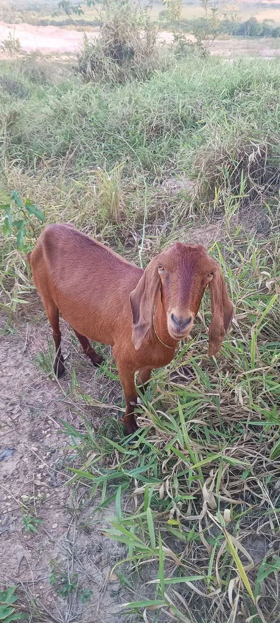 Vende Se 2 Cabras  - Foto 3