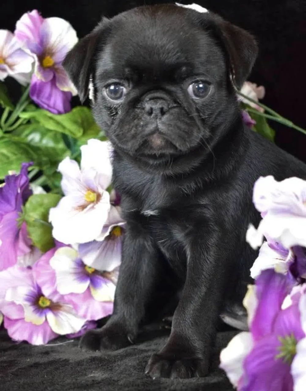 Pug   - Foto 2