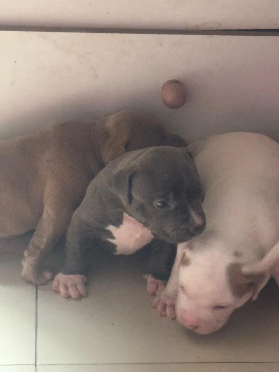 Filhotes de pit monster com pedigree  - Foto 3