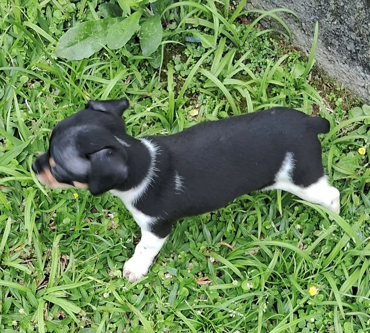 Animal de estimaçao  - Foto 2