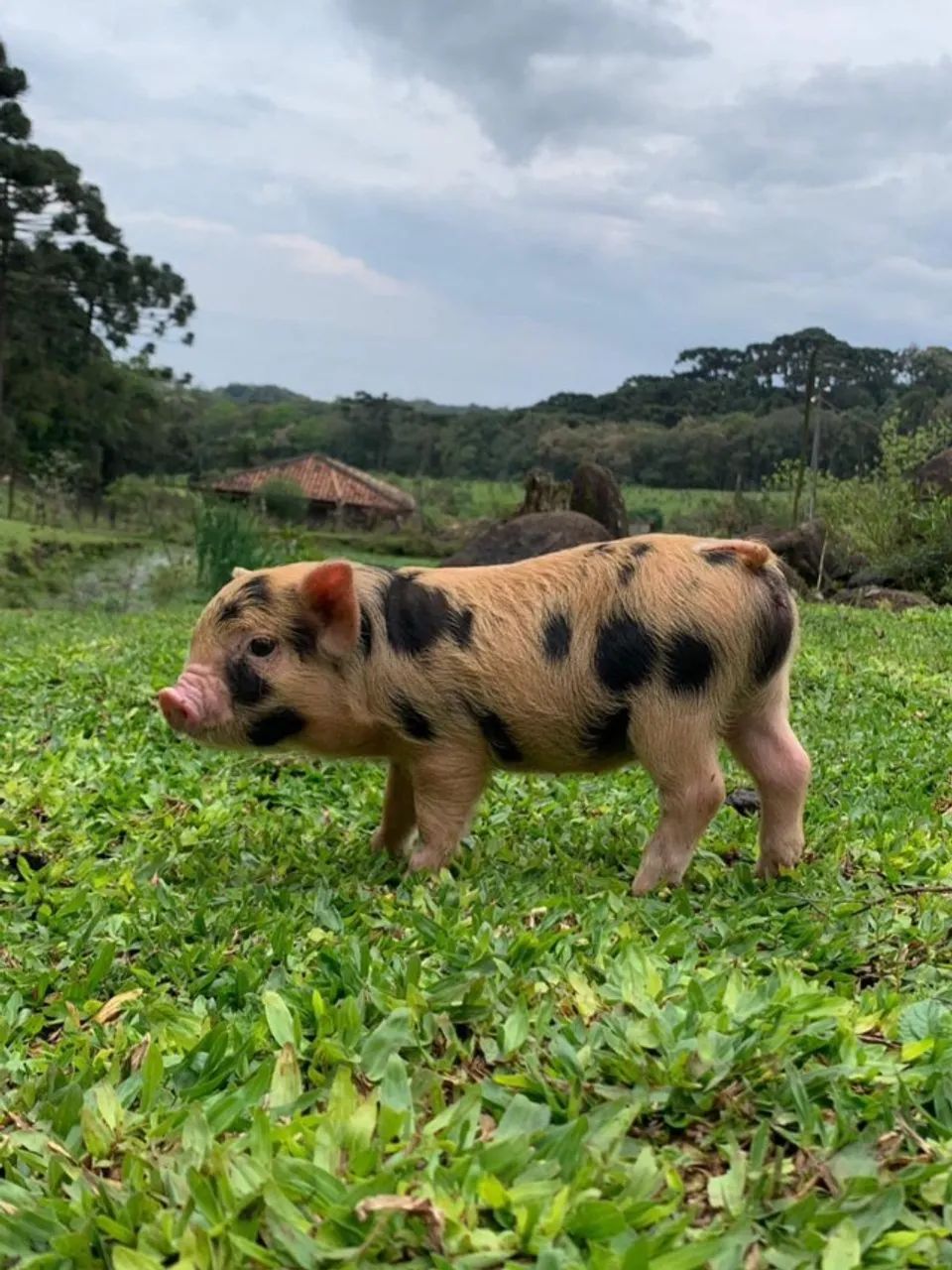 Mini Pig filhote porco - Foto 4