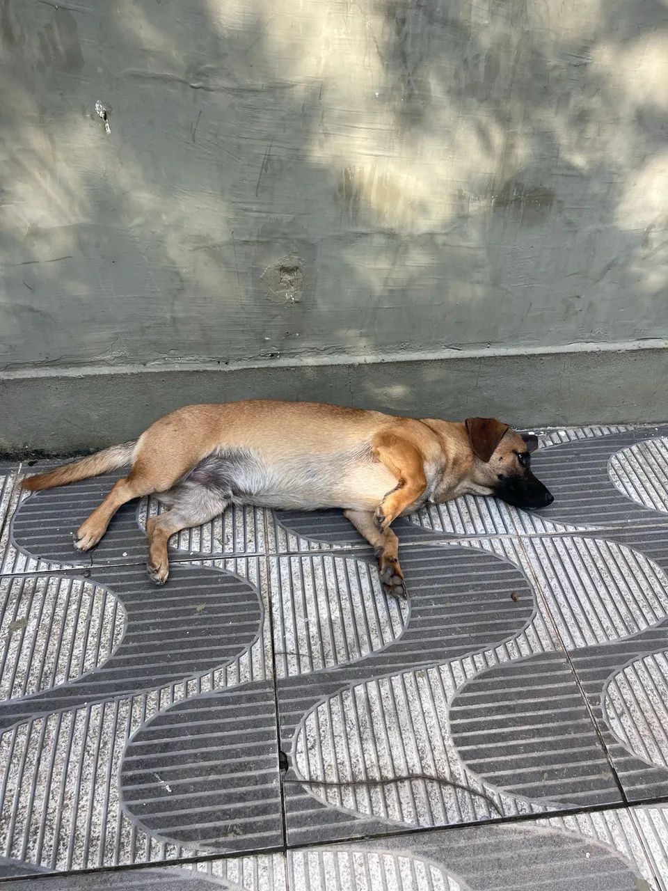 Shapey com Bacê para Doação  - Foto 4