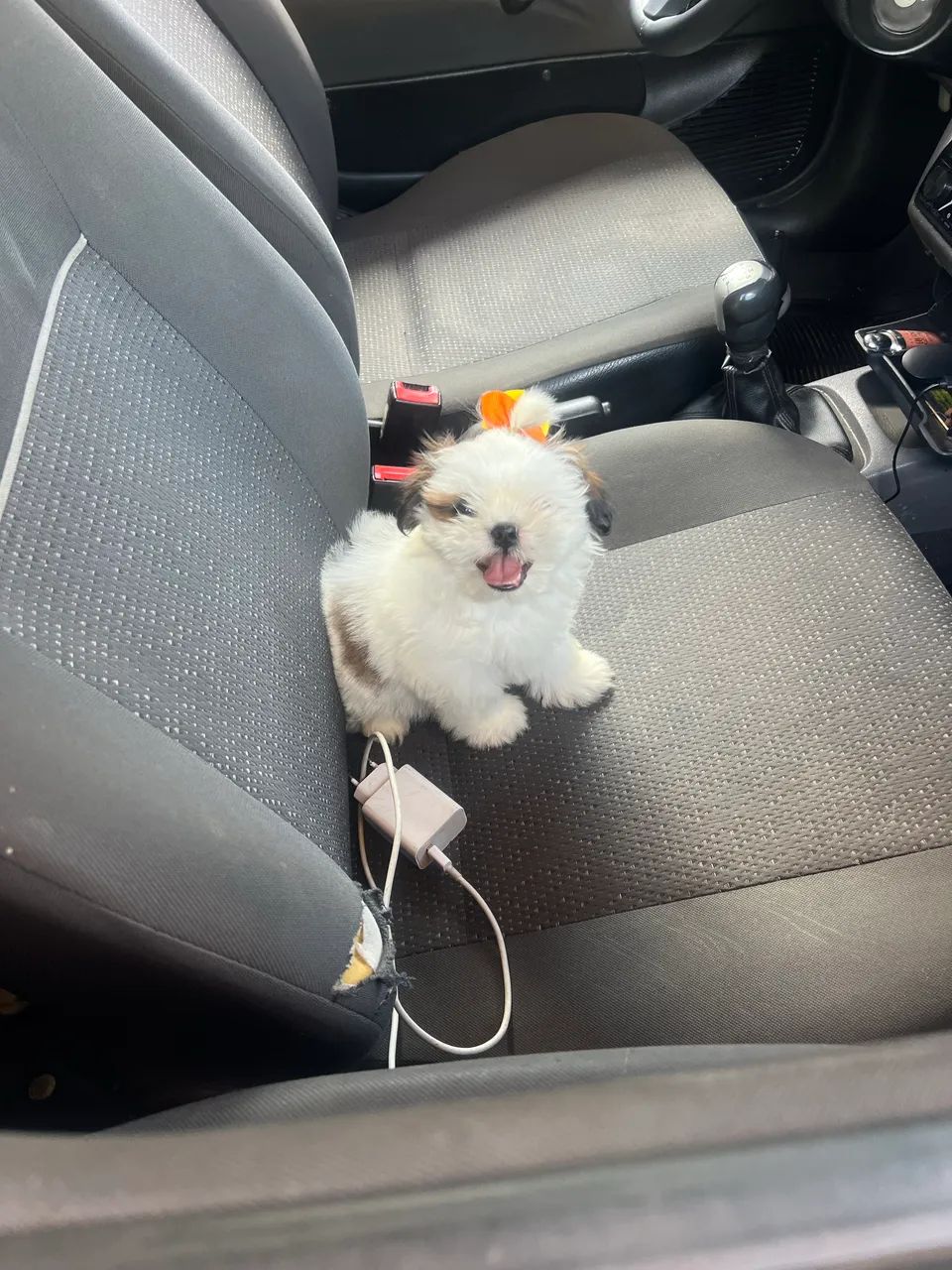 Shih Tzu fêmea micro 