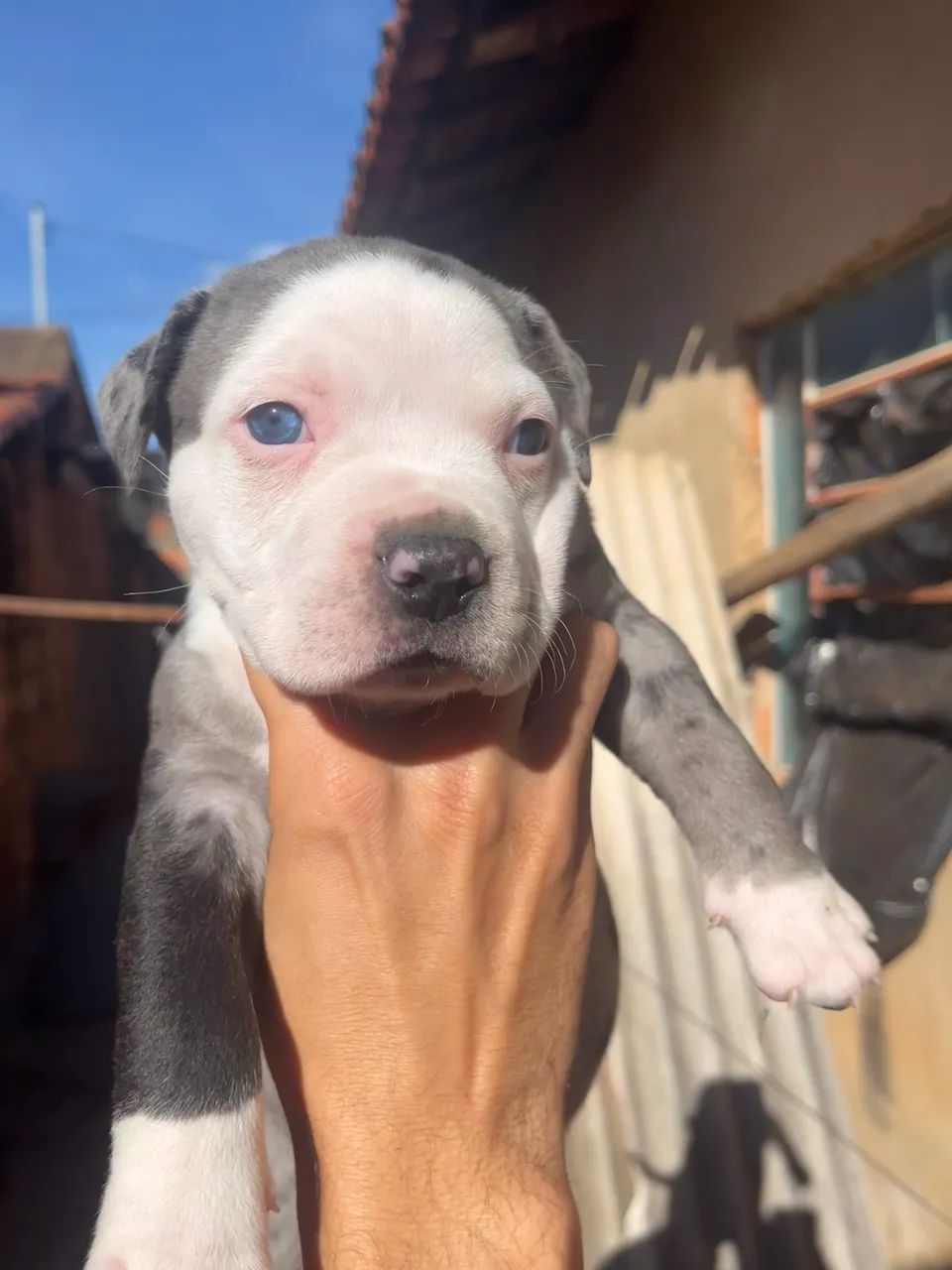 American bully standart  - Foto 4