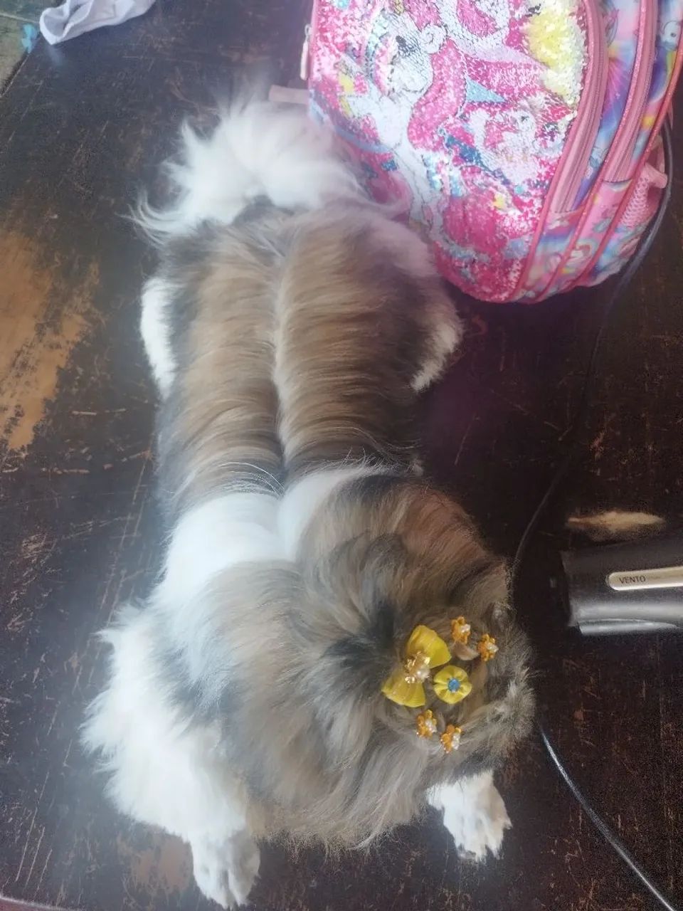 Cachorro  - Foto 2