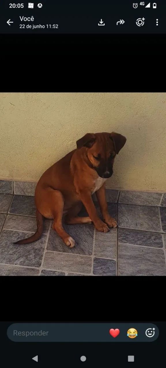 Cachorrinha 