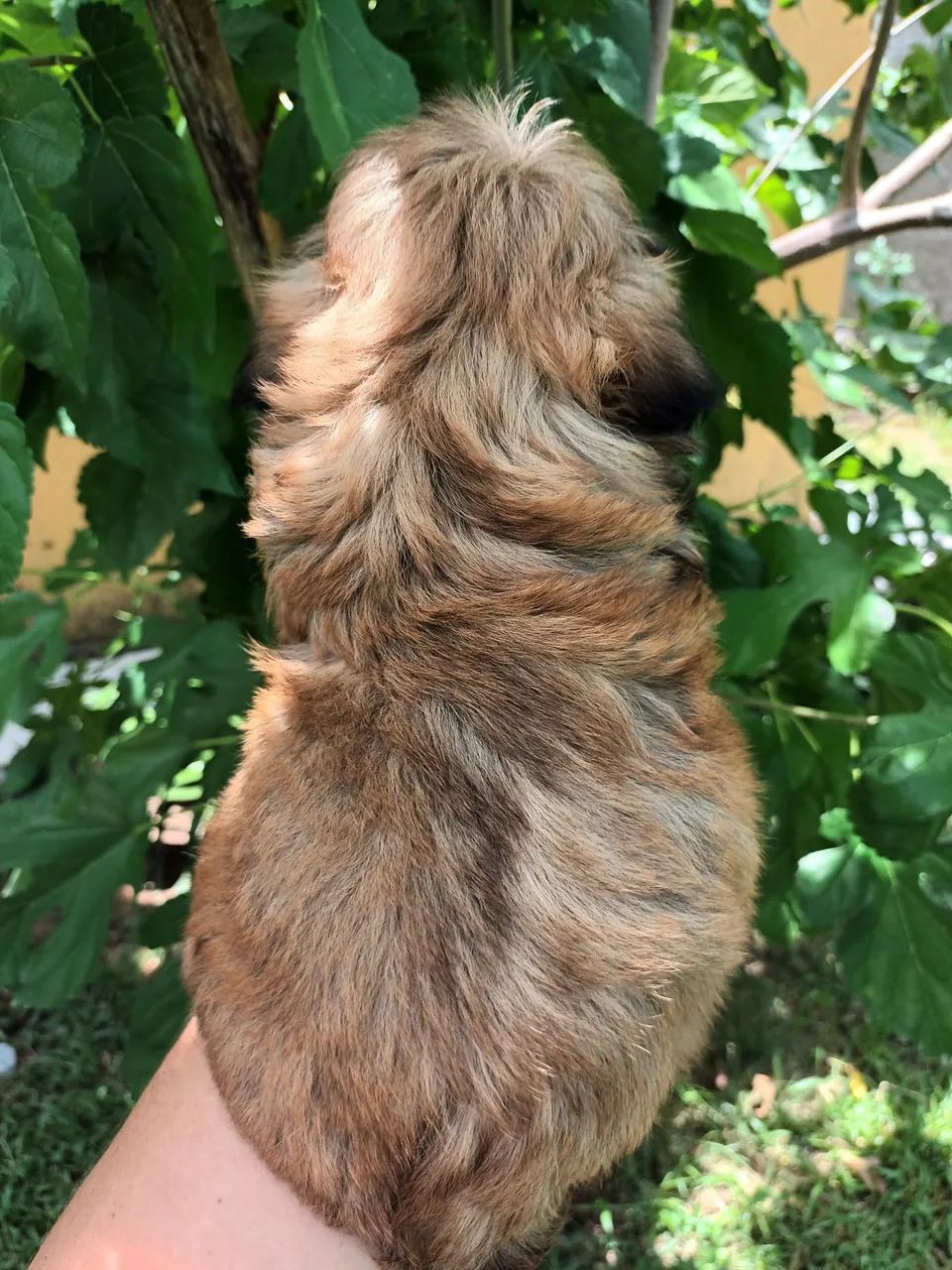 Shitzu parece um ursinho  - Foto 3