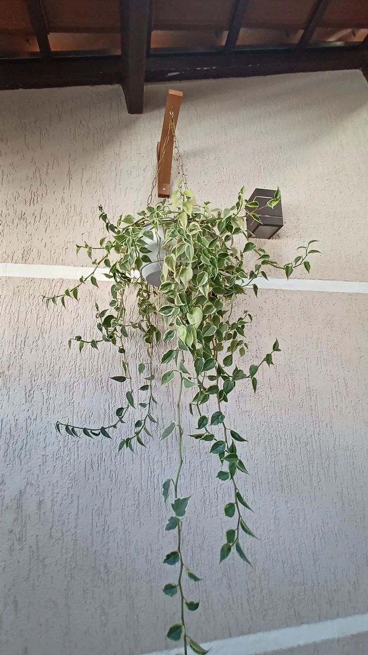 Plantas em vasos, cactos, suculentas - Foto 4