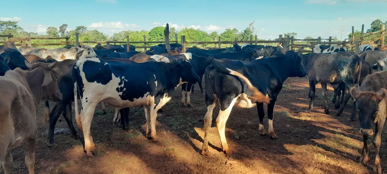 Novilhas e vacas leiteiras  - Foto 4