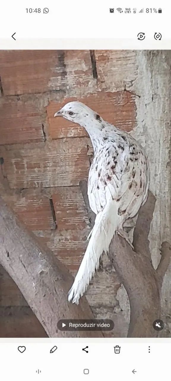 galinha - Foto 4