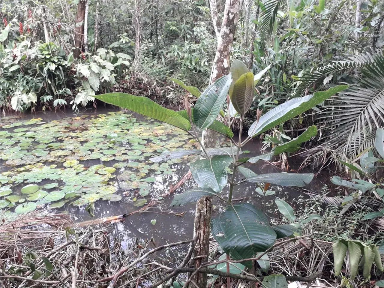 Terreno à venda em Verde mar - SP