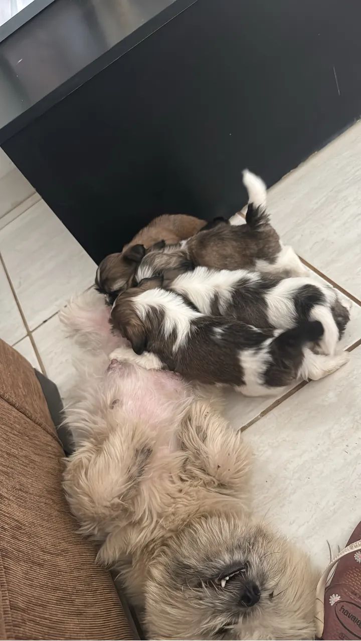 Cachorro macho  - Foto 3