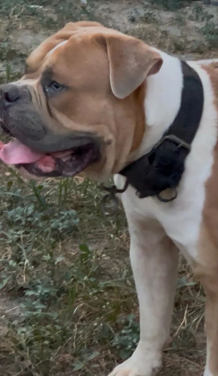Olde Engles Bulldog  - Foto 4