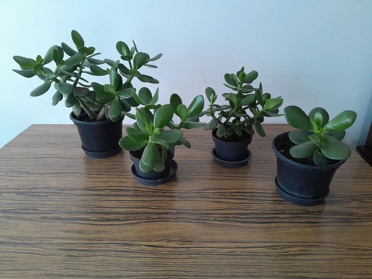 4 vasos com plantas Jade