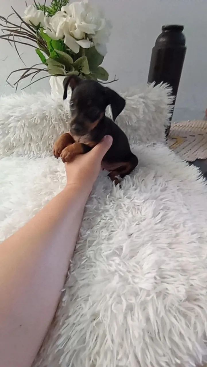 Pinscher  macho - Foto 3