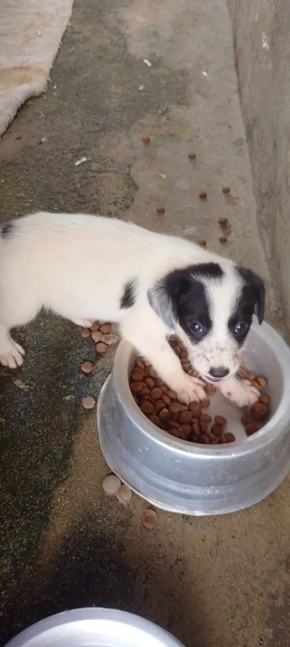Border Collie 