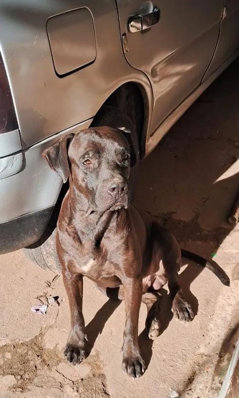 Doação de Labrador  - Foto 2