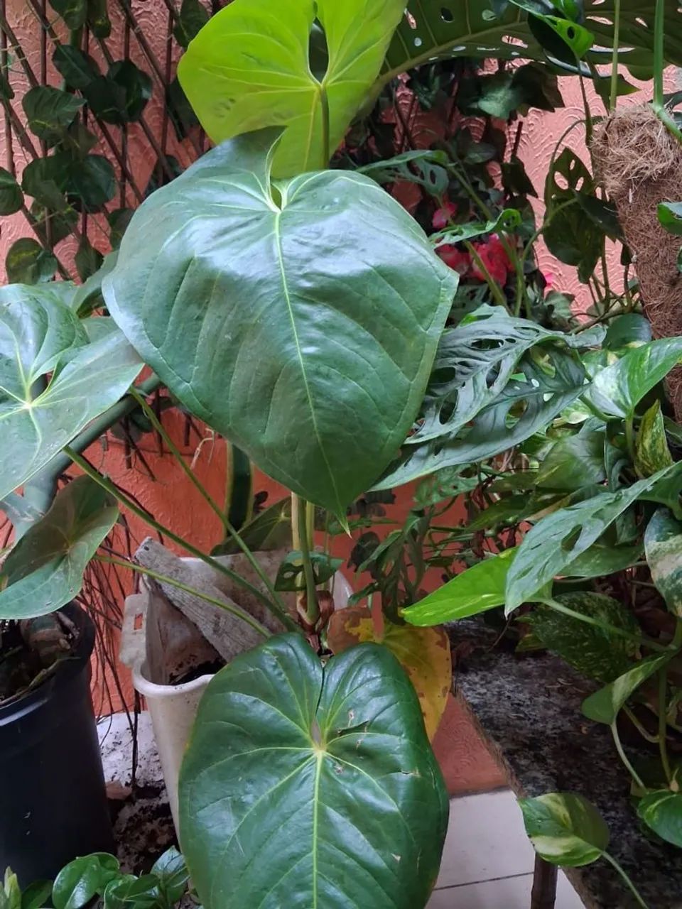 Planta Antúrio