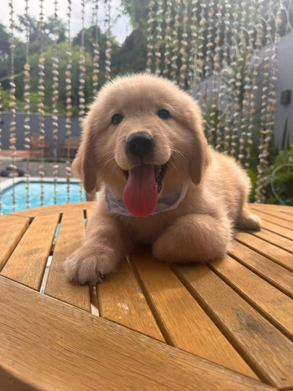 Golden machinho lindissimo