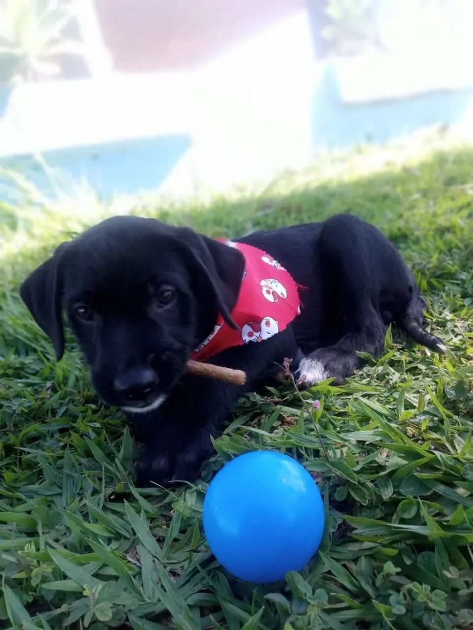 Doação de Cãozinho macho - Foto 4