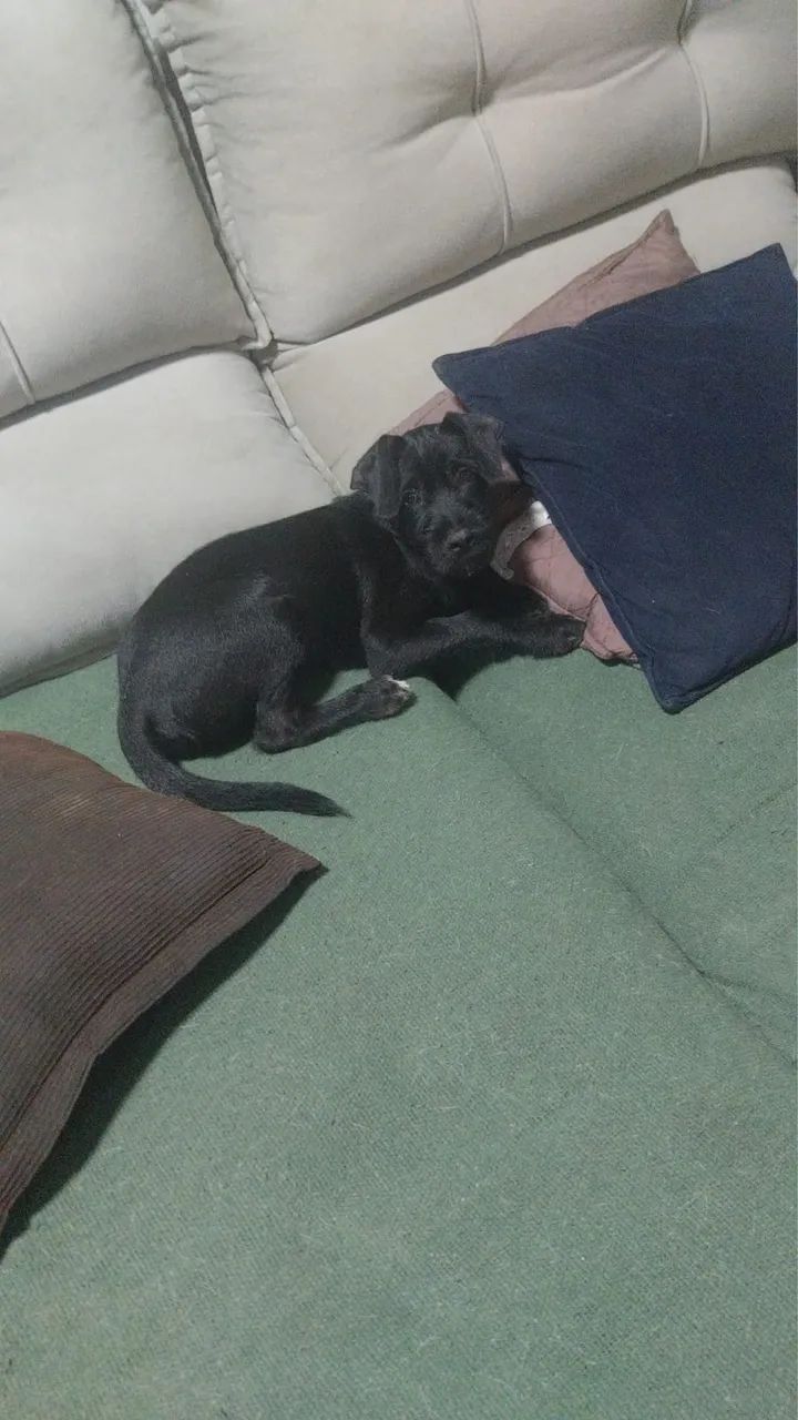 Doação Schnauzer - Foto 3