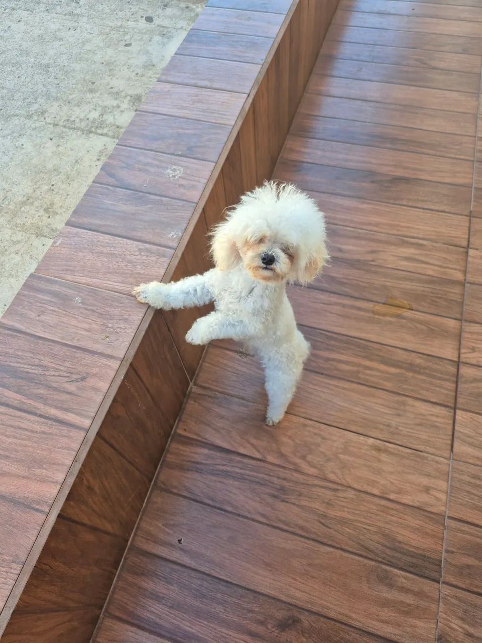 Poodle micro toy - Foto 3