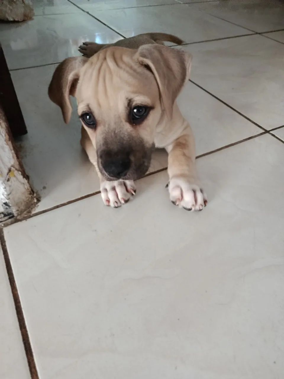 Filhotes pitbull
