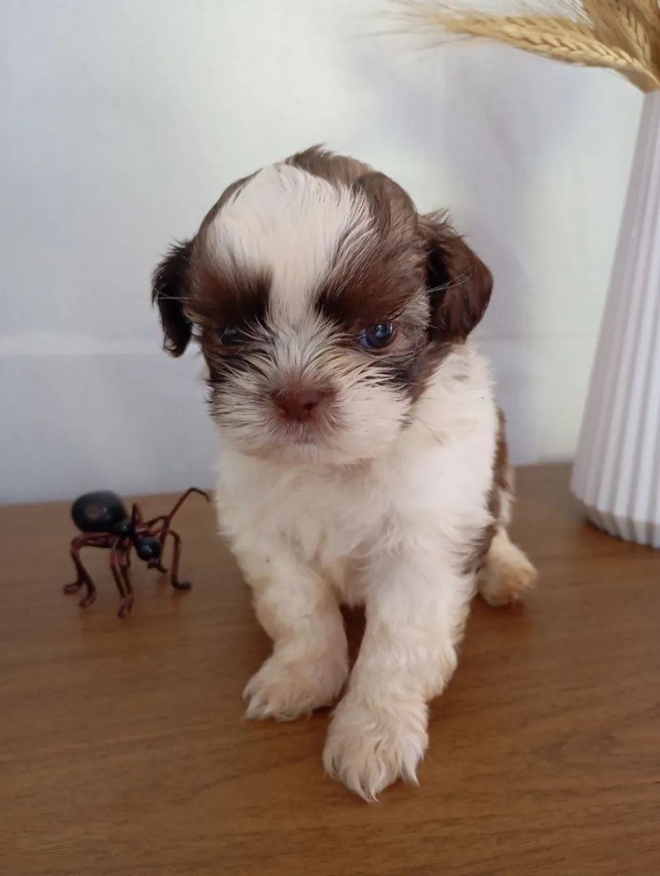 shih tzu fígado 