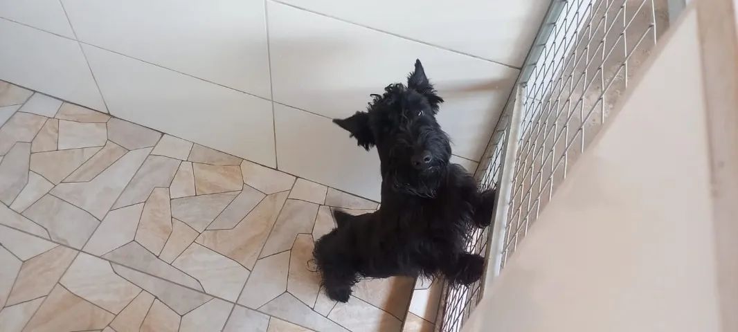 SCOTTISH  TERRIER MACHO - Foto 3
