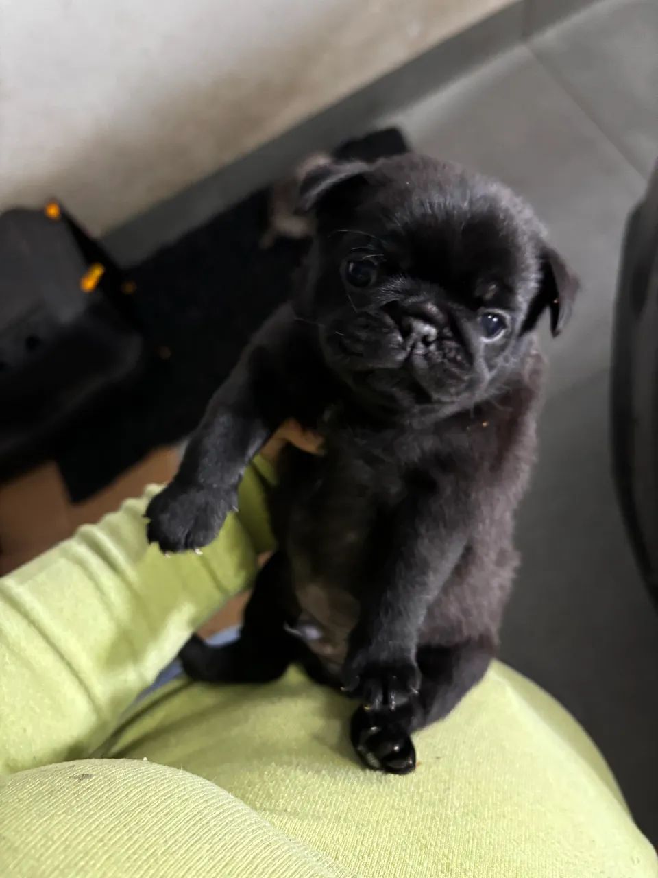 Filhotes de Pug - Foto 3