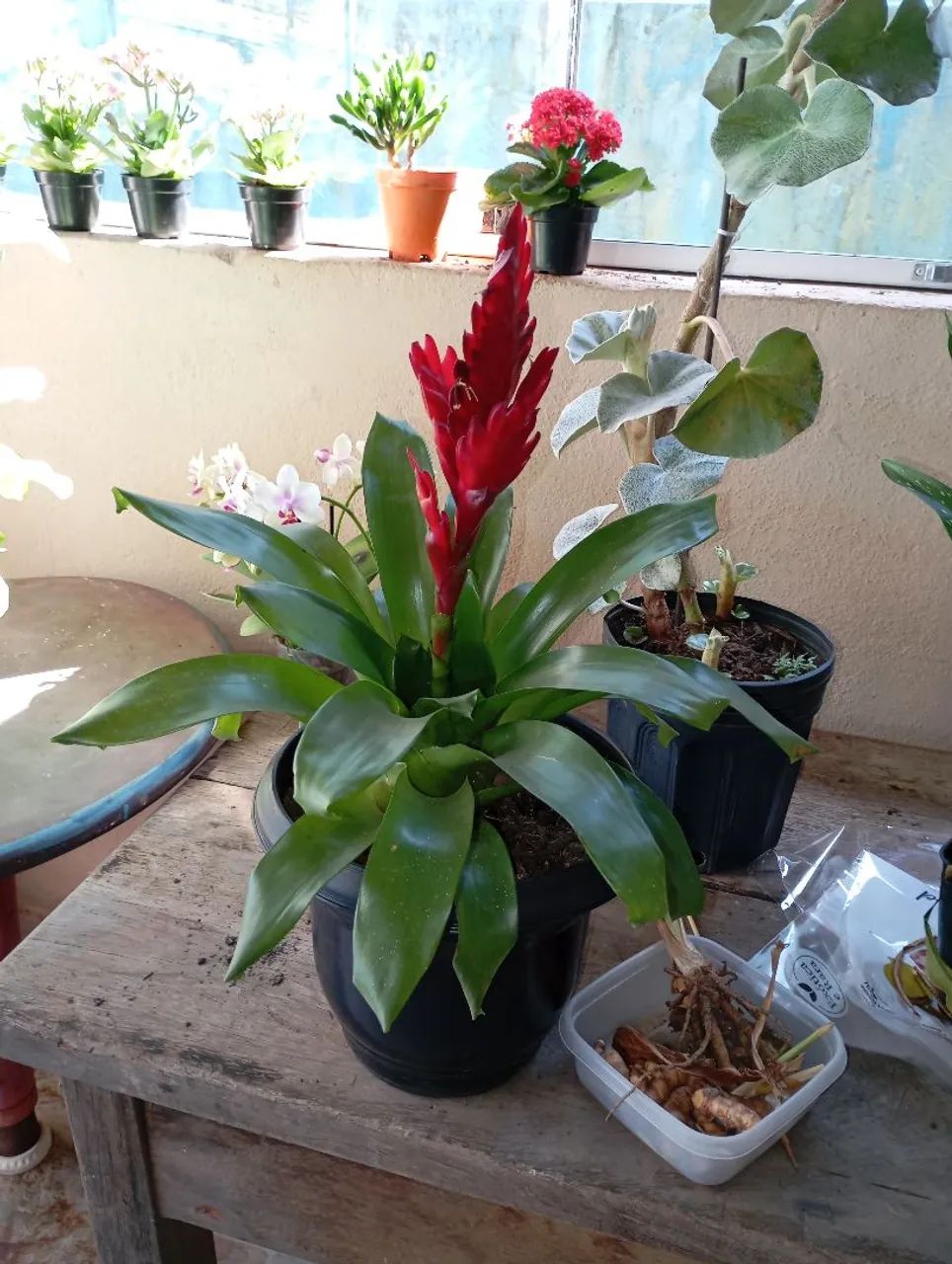 Plantas e sementes  - Foto 2
