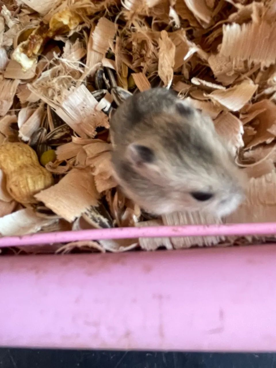 Hamster anão russo  - Foto 6