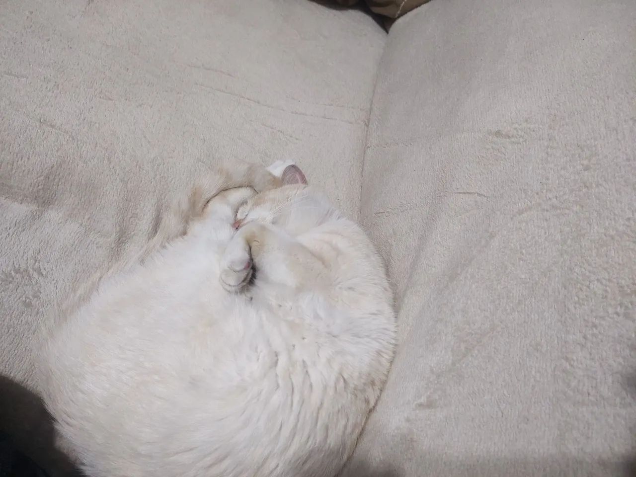 Gato para adoção  - Foto 2