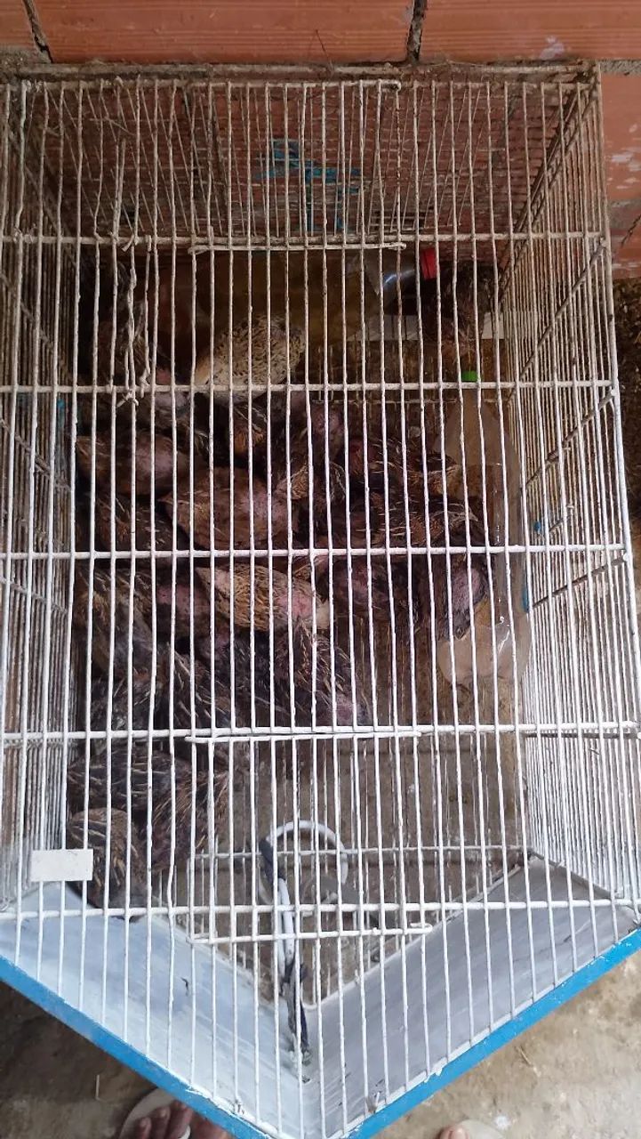 Codorna 