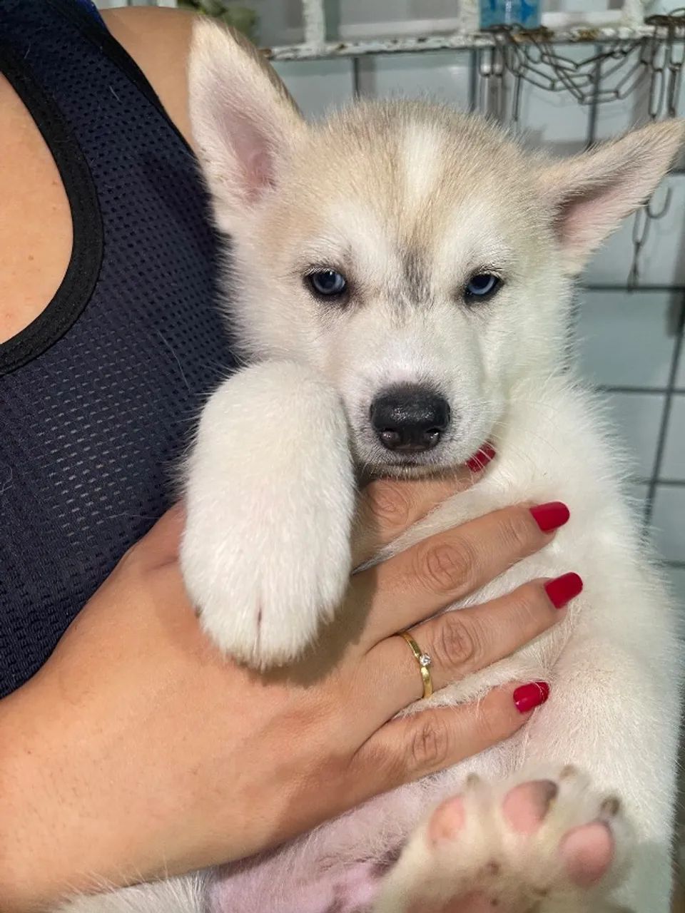 Husky siberiano  - Foto 2