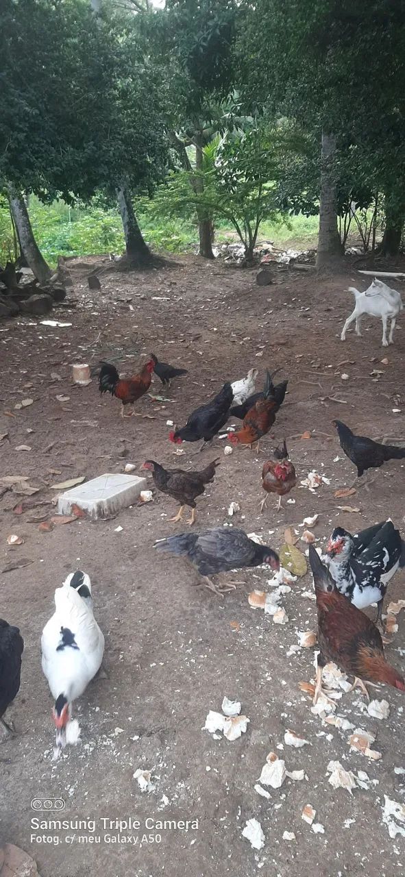 Galinhas da terra - Foto 6